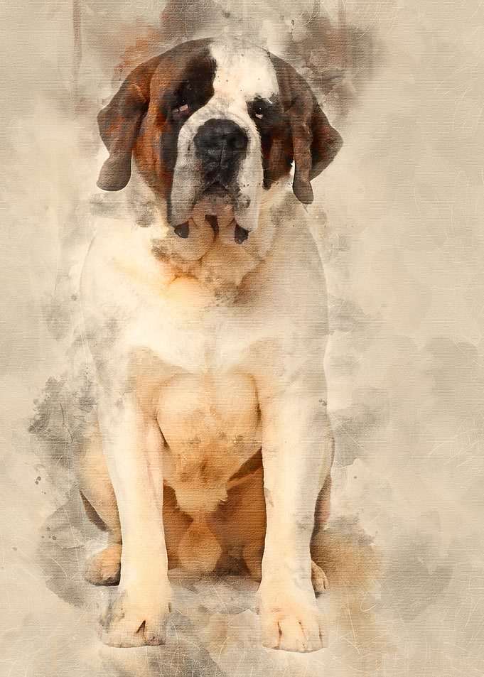 Saint Bernard 4 years old