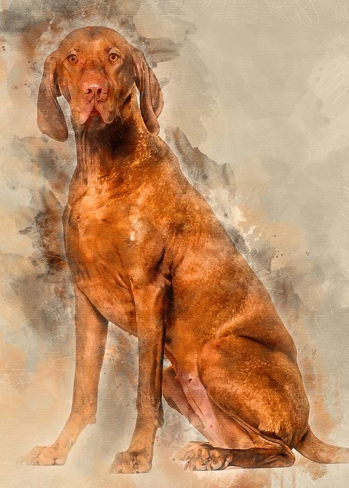 Vizsla dog 15 years old s