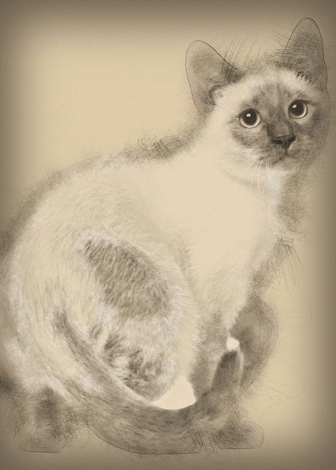 Thai kitten 4 months old s