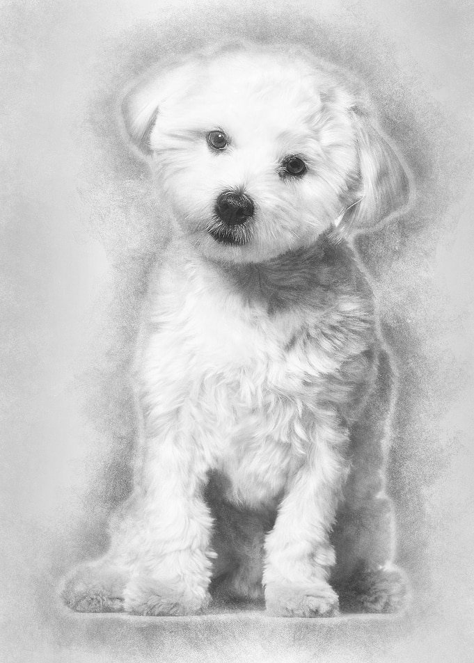 Maltese dog 11 months old