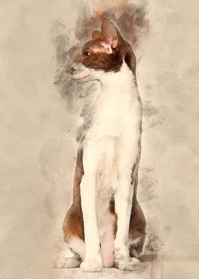 Oriental Shorthair sitting