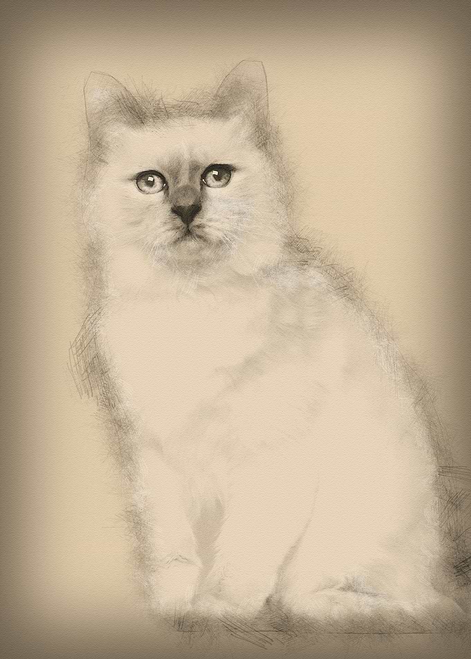 Portrait of Birman cat 5 m