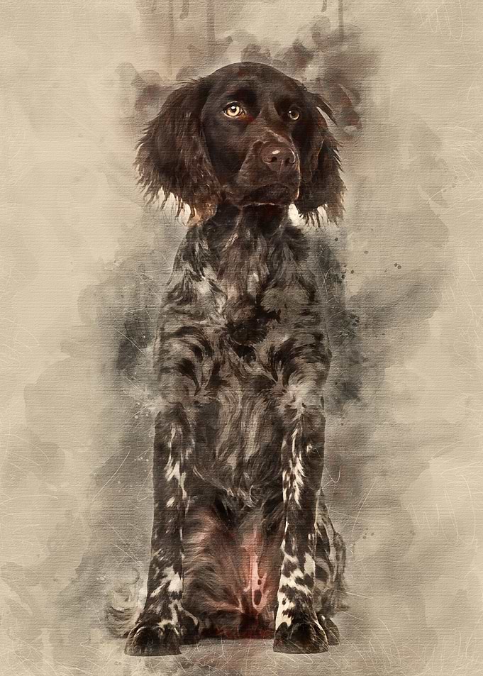 Munsterlander dog 9 month
