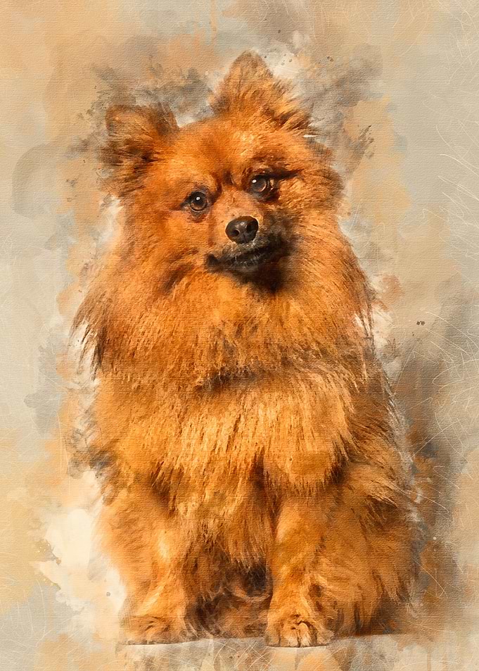 Keeshond dog looking at ca