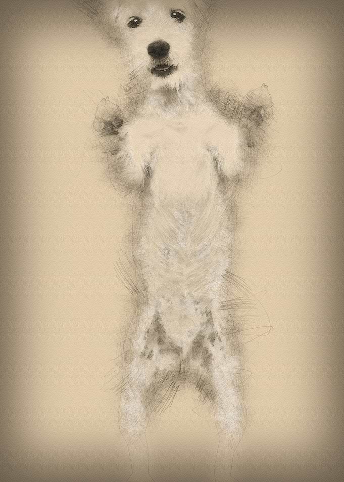 Parson Russell Terrier sta