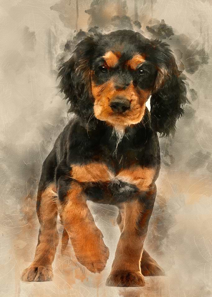 Working Cocker Spaniel 10