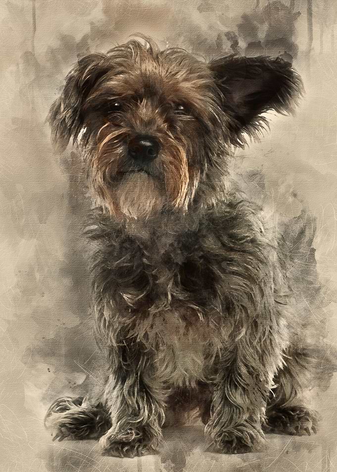 Mixedbreed dog 3 years ol