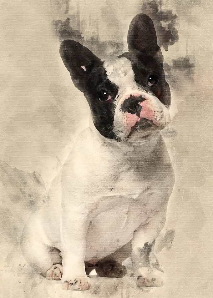 French Bulldog 13 months o