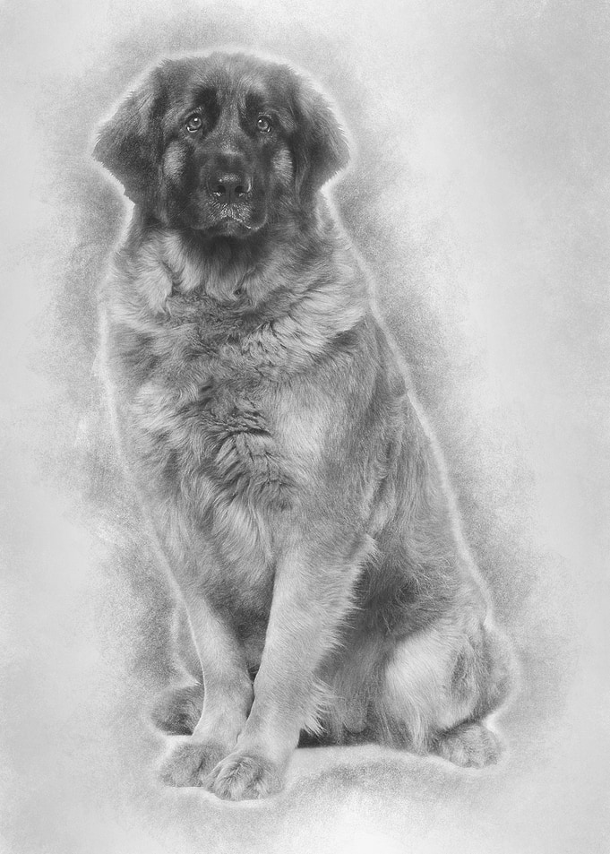 Leonberger dog 2 years old