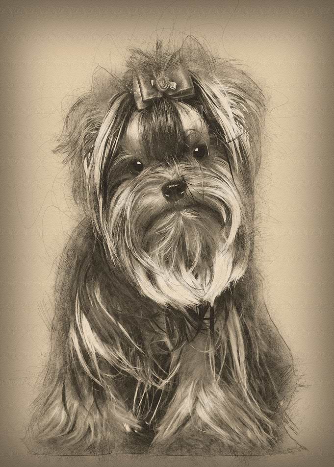 Yorkshire Terrier 8 months