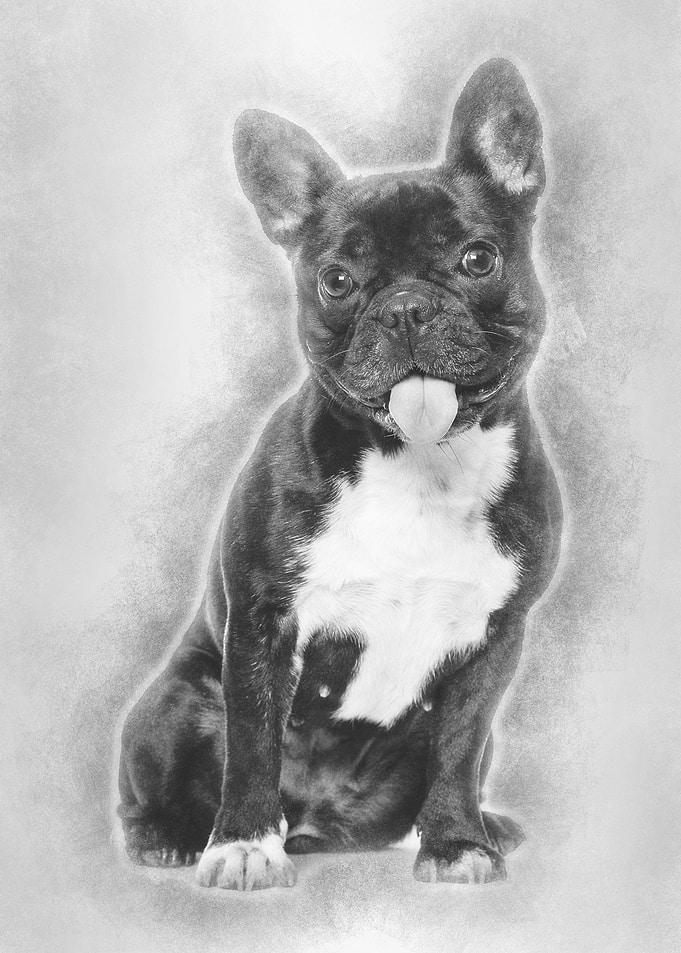 French Bulldog 15 years