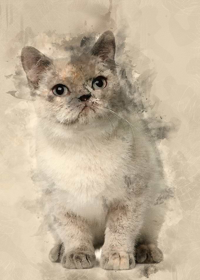 British shorthair cat 8 mo