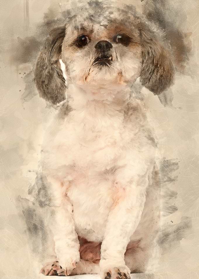 Shih Tzu 2 and a half year
