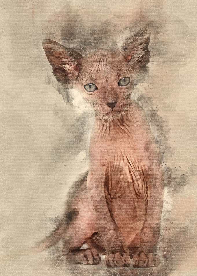 Kitten Lykoi cat 7 weeks o