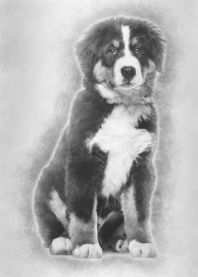 Bernese Mountain Dog 4 mo