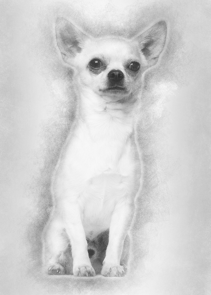 Chihuahua sitting against