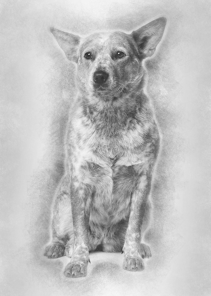 Australian Cattle Dog 2 Ye