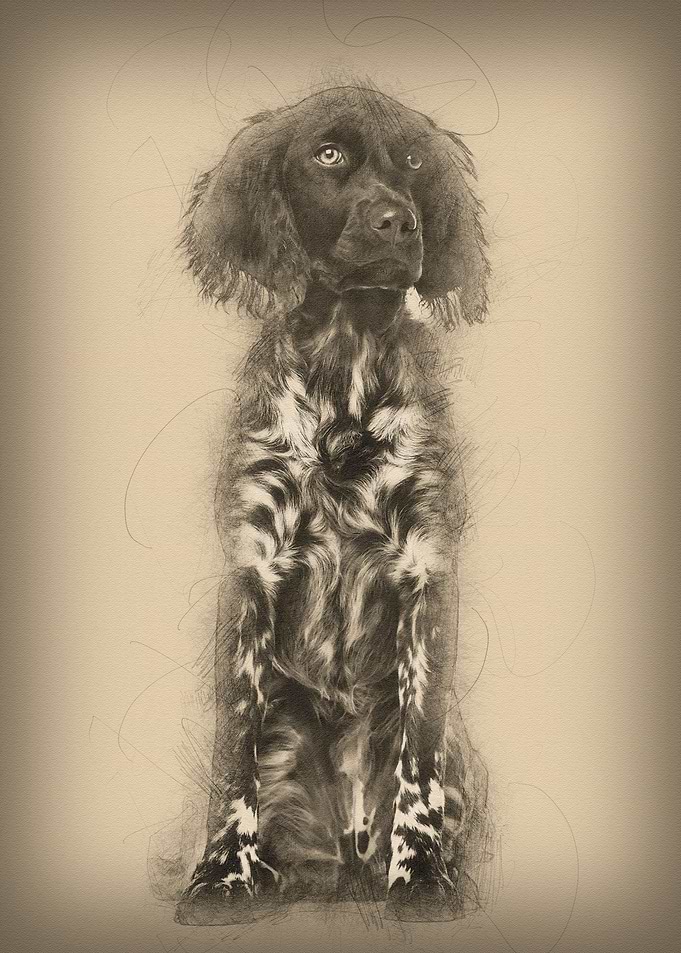 Munsterlander dog 9 month