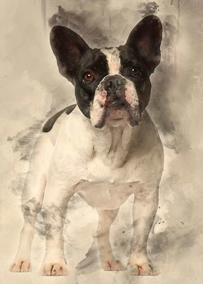 French Bulldog standing ag