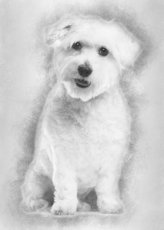 Coton de Tulear 22 months