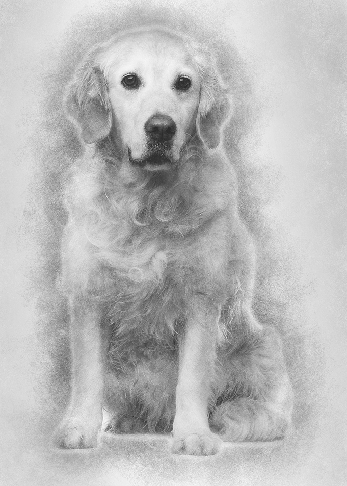 Golden Retriever 6 years o
