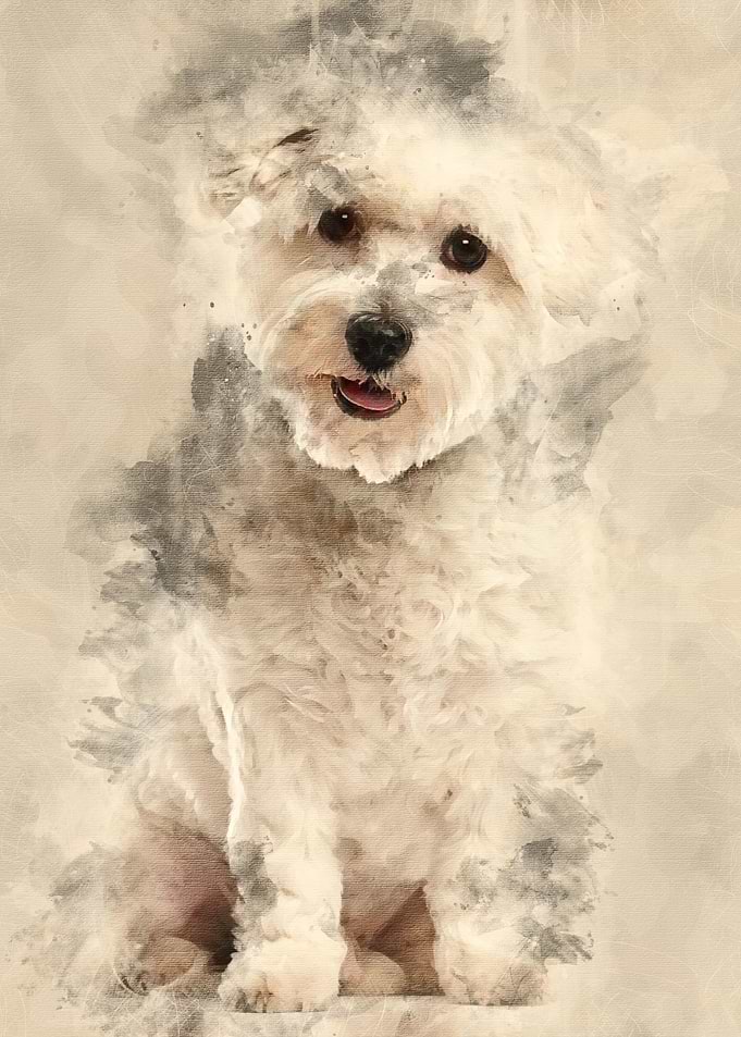 Coton de Tulear 22 months