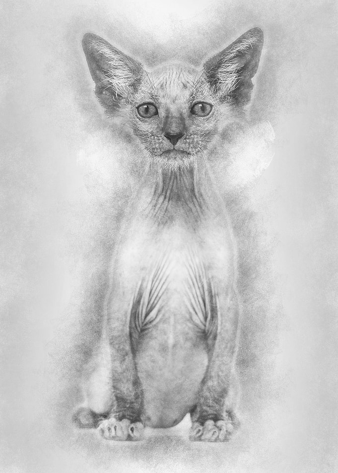 Kitten Lykoi cat 7 weeks o