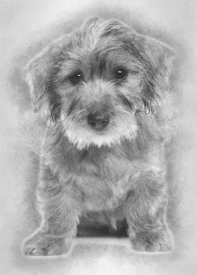 Mixedbreed dog puppy 3 mo