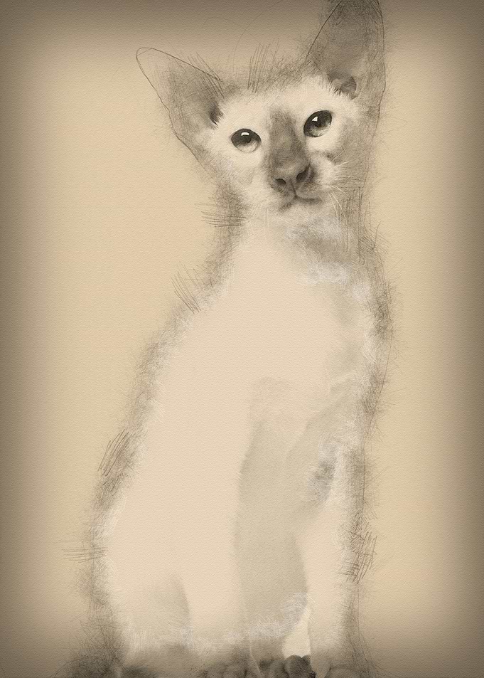 Siamese kitten 5 months ol