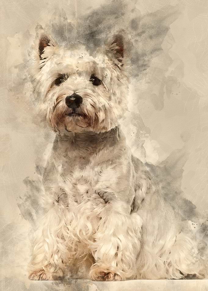 West Highland White Terrie