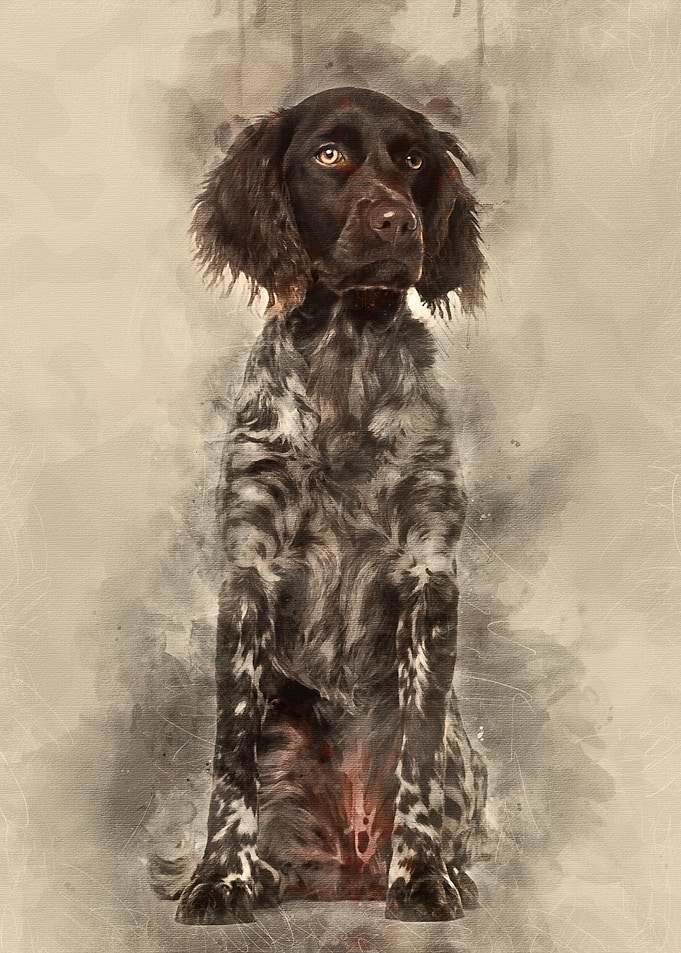 Munsterlander dog 9 month