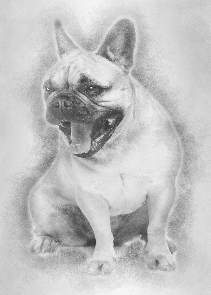 Beautiful french bulldog d