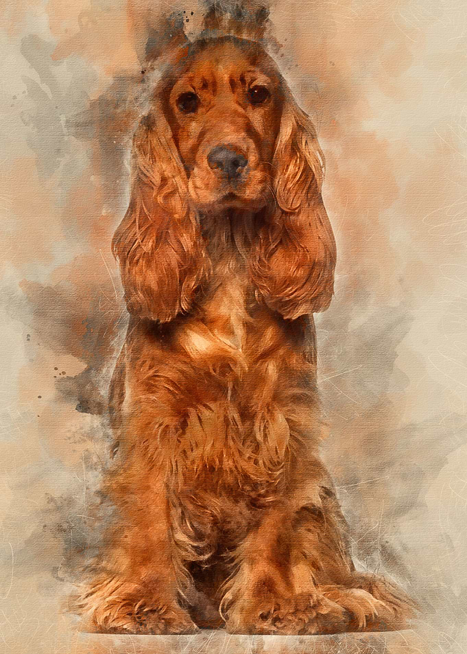English cocker spaniel 9 m