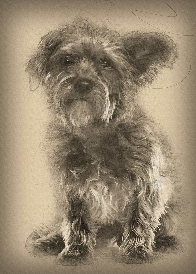 Mixedbreed dog 3 years old