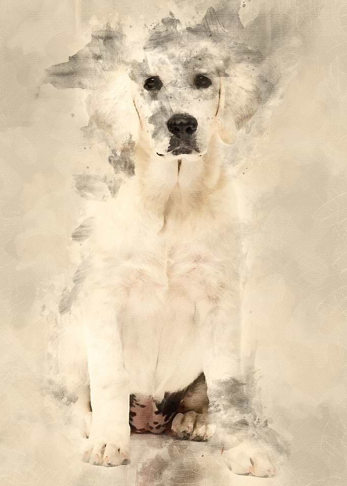 Polish Tatra Sheepdog sitt