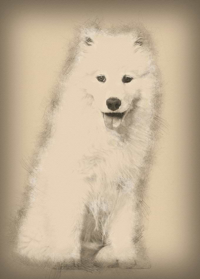 Samoyed puppy sitting agai