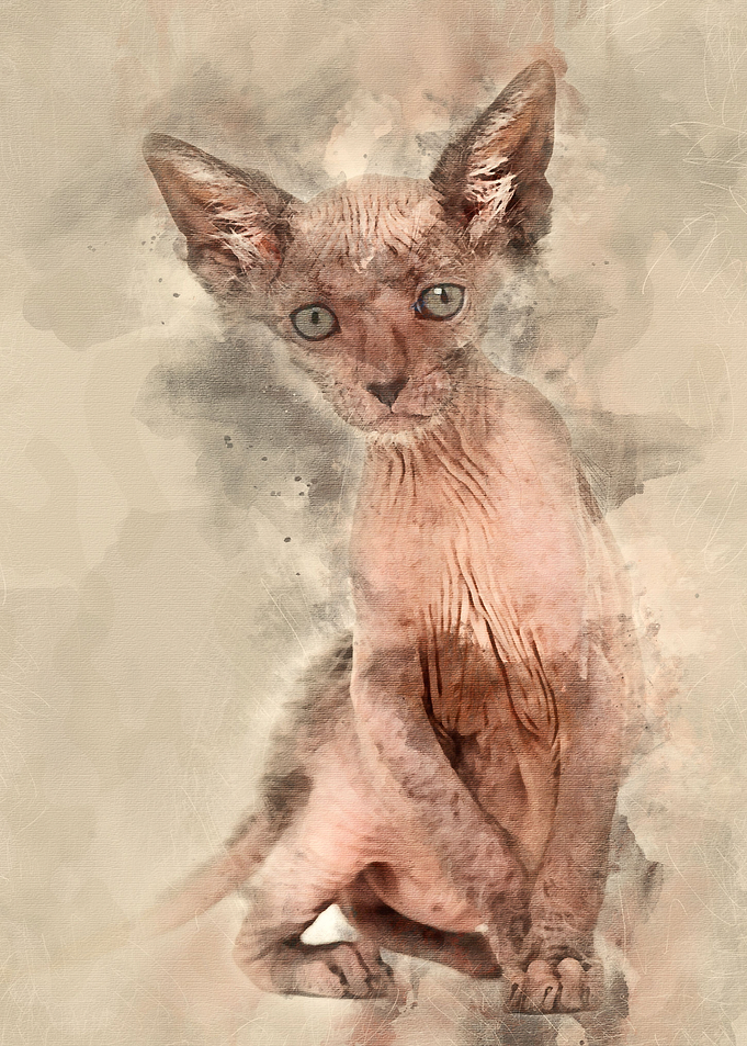Kitten Lykoi cat 7 weeks o