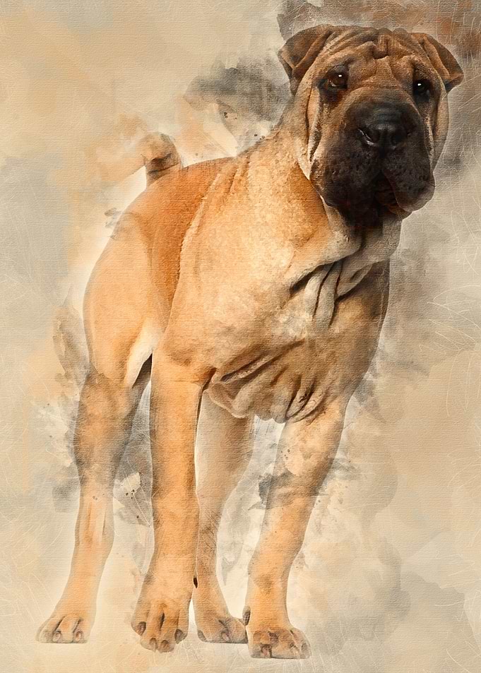 Shar Pei puppy 6 months ol