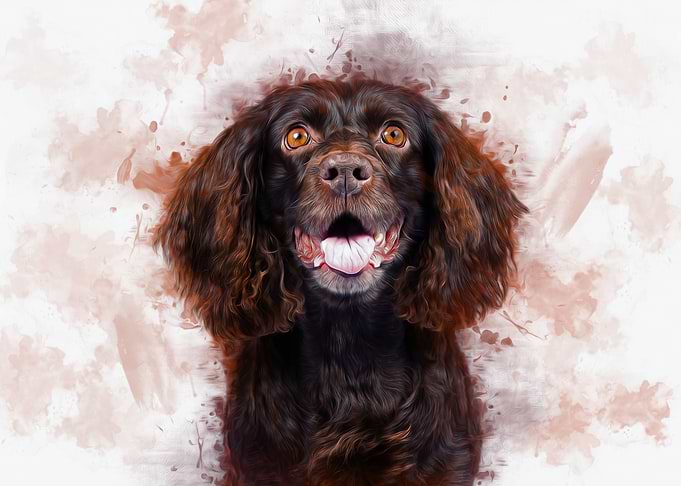 Spaniel