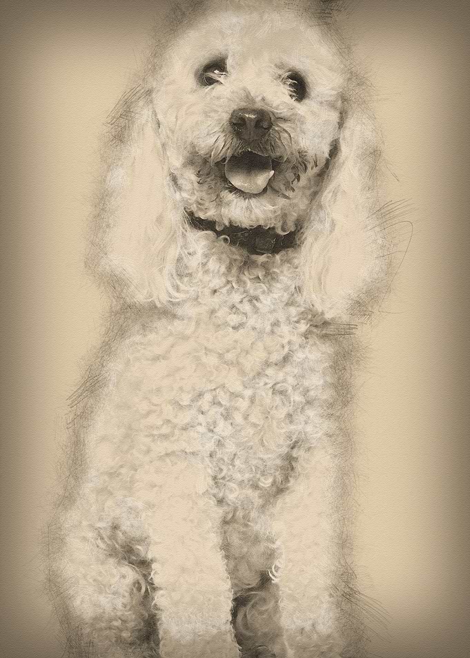 Poodle 13 years old sittin