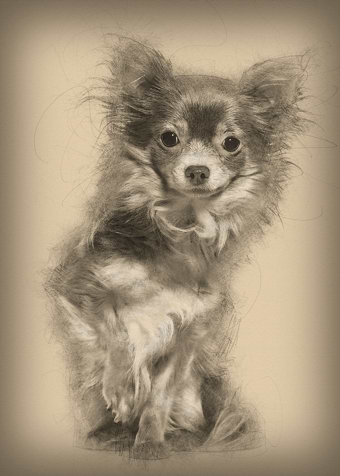 Mixed breed dog sitting ag