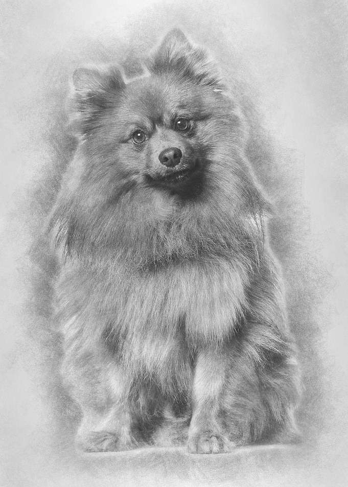 Keeshond dog looking at ca