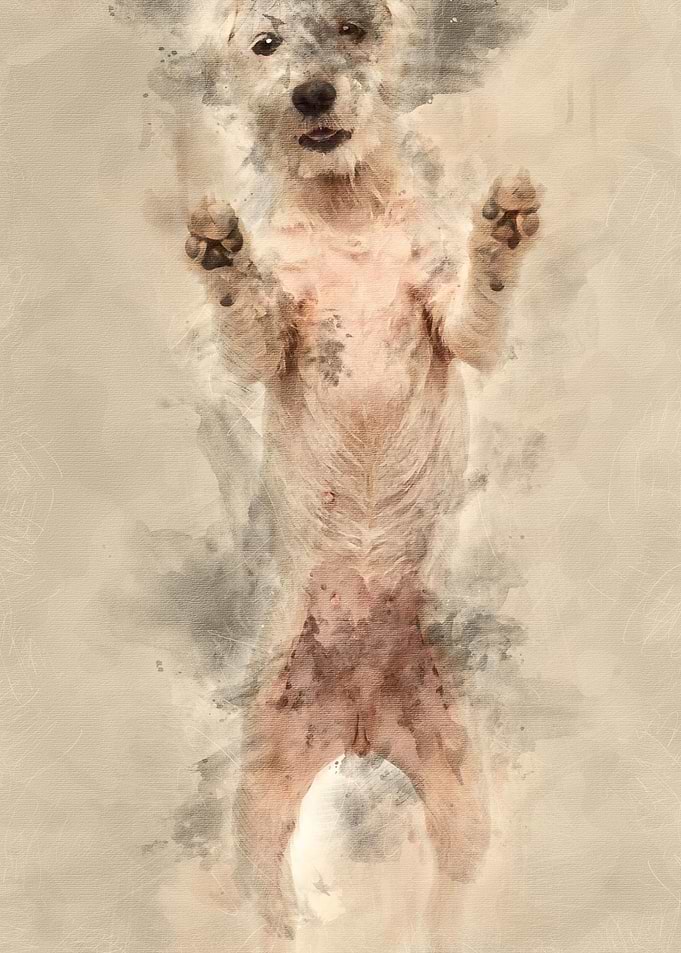 Parson Russell Terrier sta