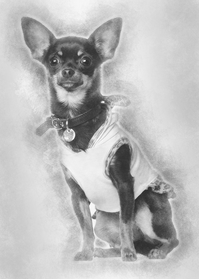 Chihuahua 8 months old sit