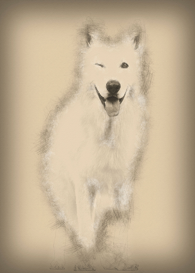 Swiss Shepherd dog 5 years