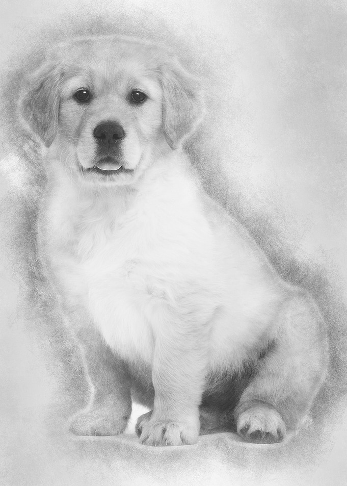 Golden Retriever puppy 2 m