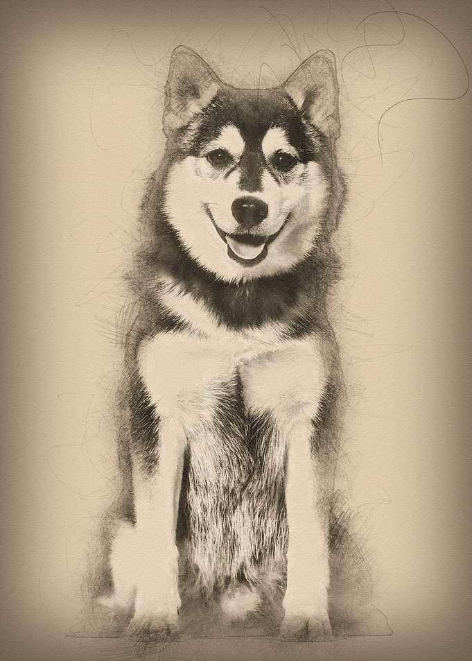 Pomsky dog sitting against