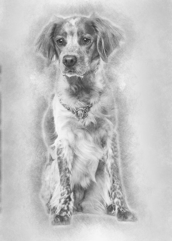Brittany dog sitting again