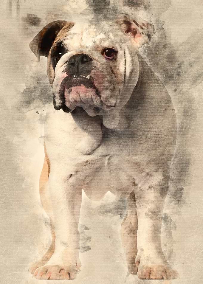 English bulldog 7 months o
