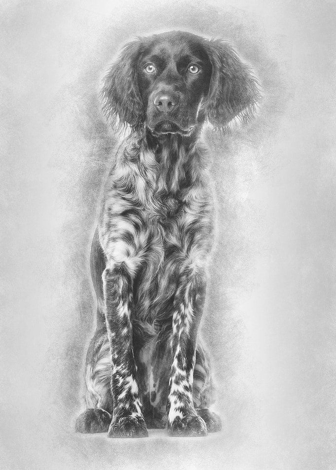 Munsterlander dog 9 month